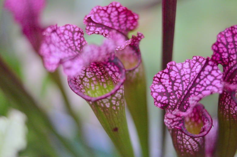 Purple Trumpet Pitchers