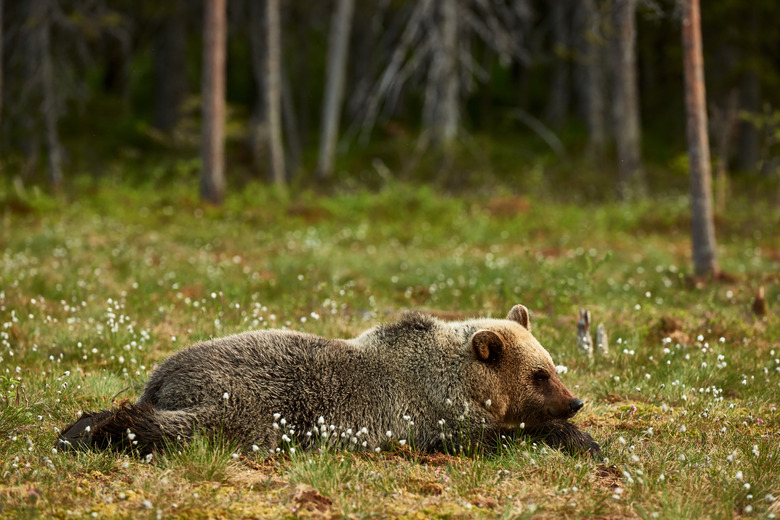 Bear lying in the grass