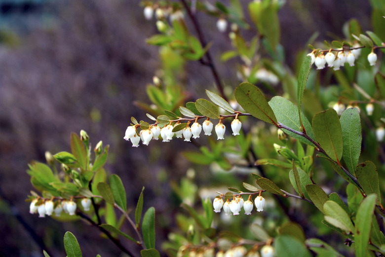 Wild blueberry in spring flower in boreal forest