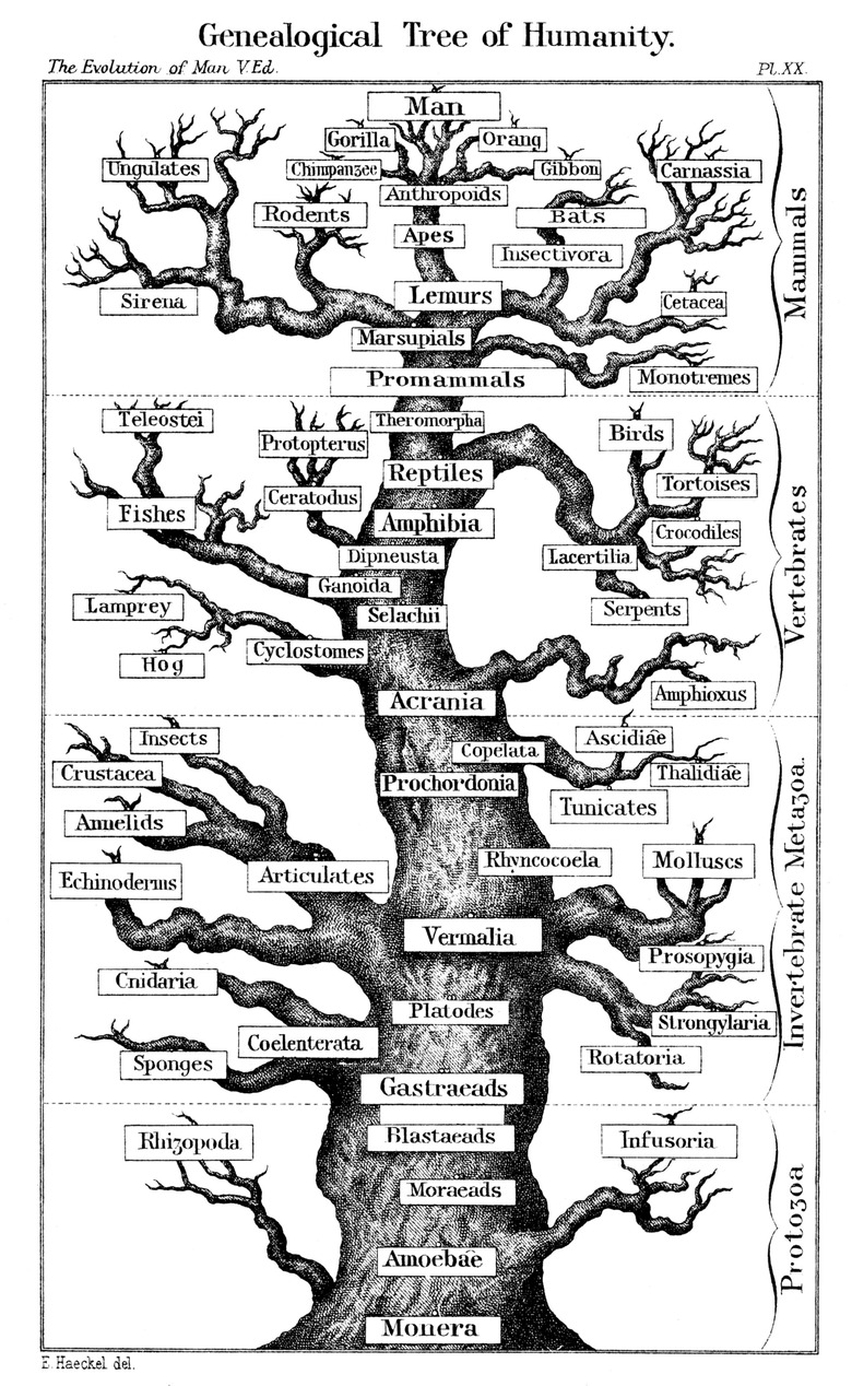 Genealogical Tree of Humanity by Ernst Haeckel