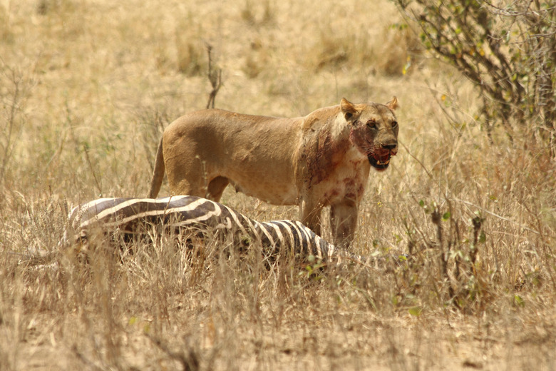 Bloody Lioness stands over Zebra kill