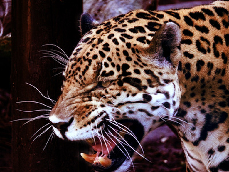 Jaguar roaring