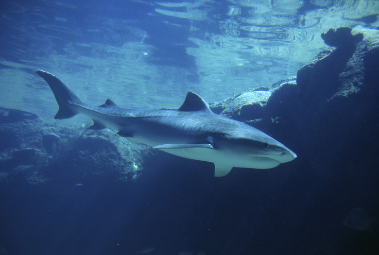 Tiger Shark underwater (Galeocerdo cuvieri)