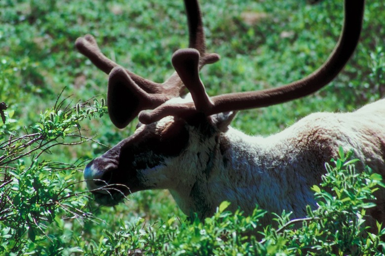 caribou grazing