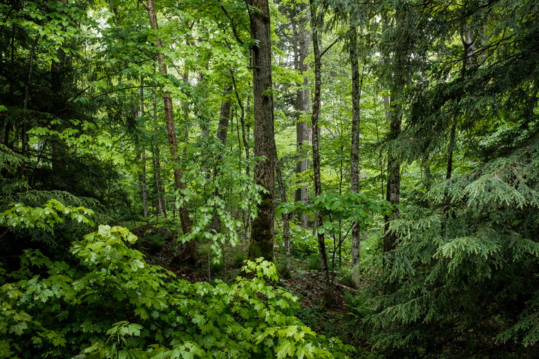 Lush green forest