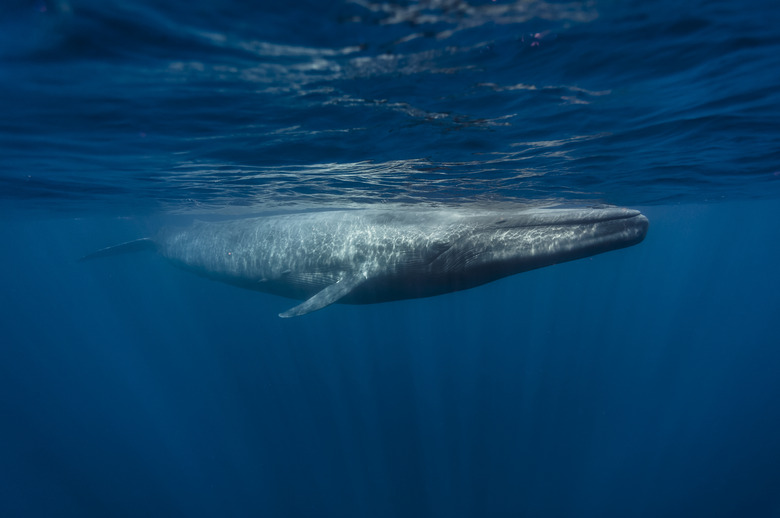 Blue Whales - Sri Lanka April 2012