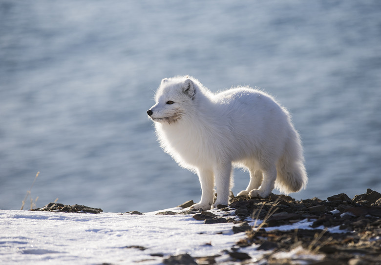 Arctic fox