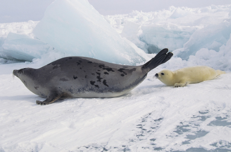 Harp seal (Phoca groenlandica) mother with whitecoat, Canada