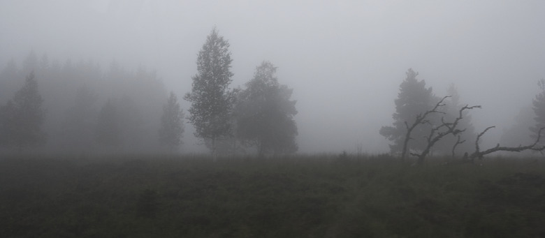 Germany, Schwarzwald, forest in fog