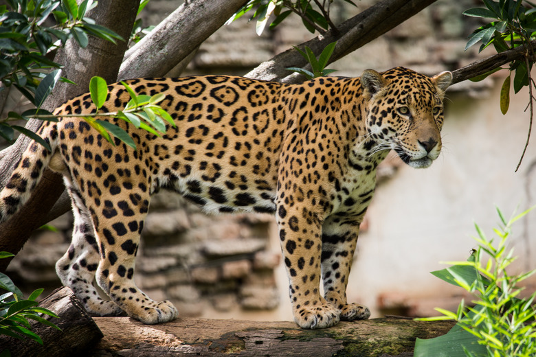 Jaguar resting