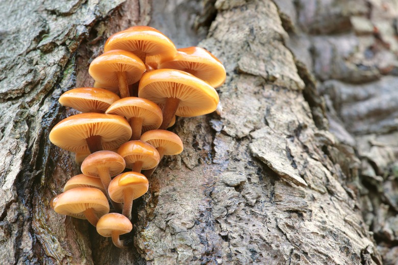 Mushrooms on a tree trunk