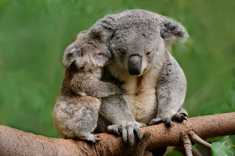 Koala mom