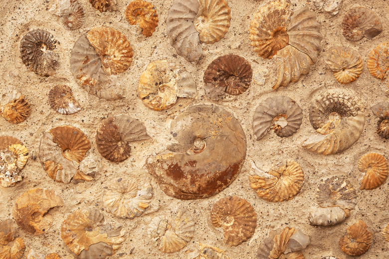 Ammonite background