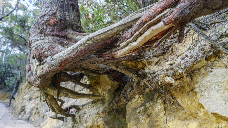 Types of Physical Weathering