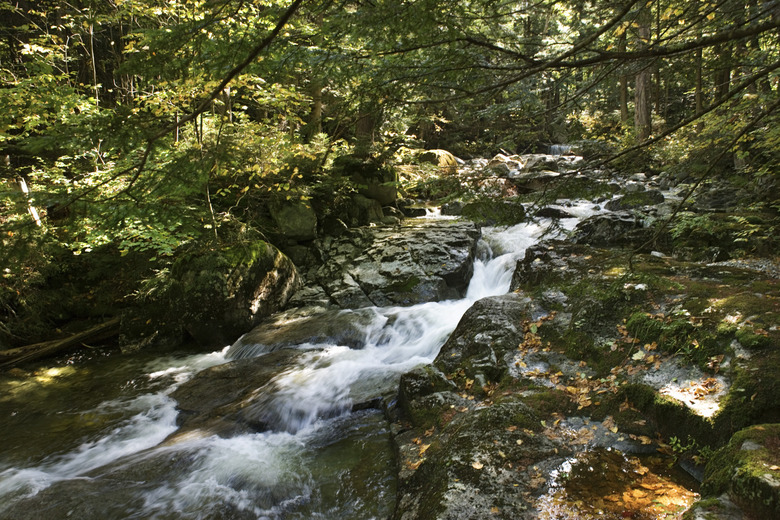 Stream through forest in the Adirondacks, New York