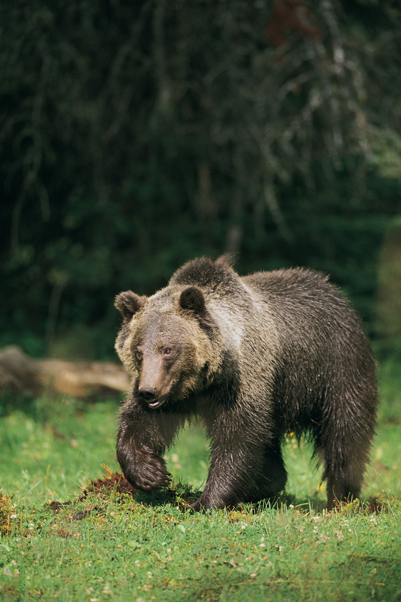 Grizzly bear , Montana