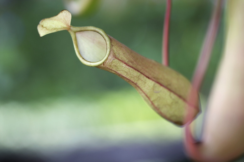 tropical pitcher plant,shallow DOF.