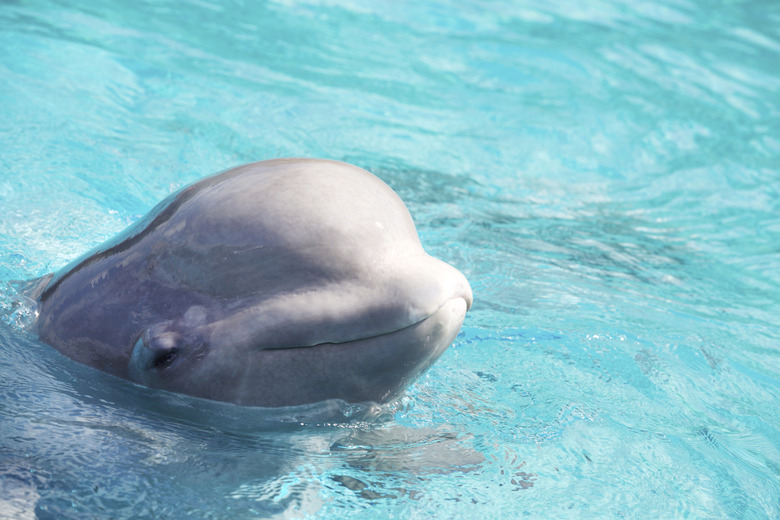 Baby Beluga Smiling