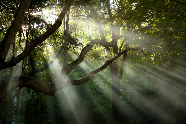 Sunlight Streaming Through Trees In Forest