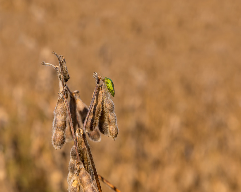 Southern Green Stink Bug on mature golden brown pod of soybean plant in farm field at the start of harvest season. Sunny fall day in the Midwest