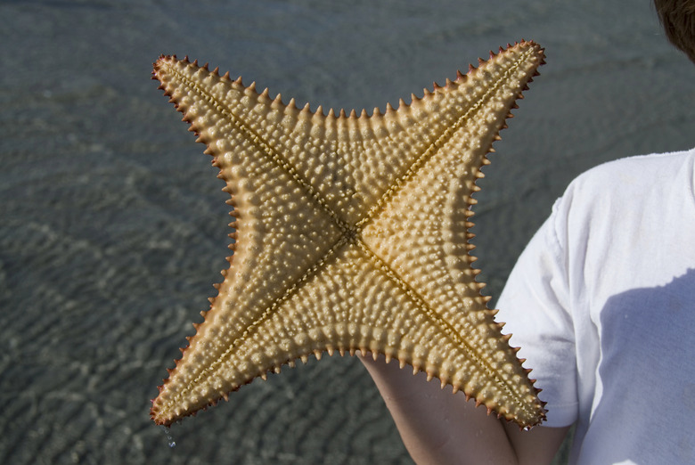 Underside of starfish