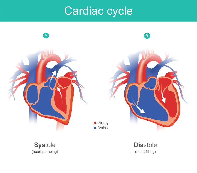 Cardiac cycle infographic. The heart is the organ of the human body that pumps blood to the body. Anatomy infographic.