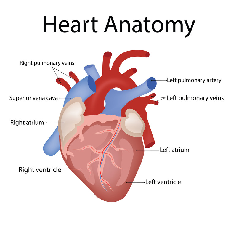 Left atrium, right atrium, left ventricle and right ventricle are the four chambers of the heart