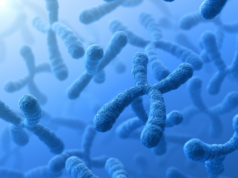 3D illustration of X Chromosomes