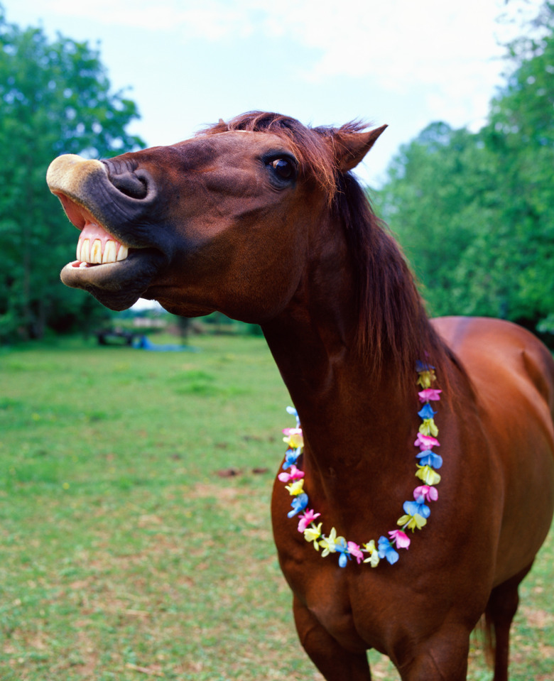 Brown horse wearing necklace, baring teeth, close-up