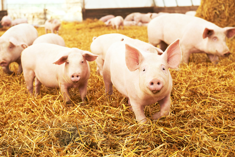 young piglet on hay at pig farm