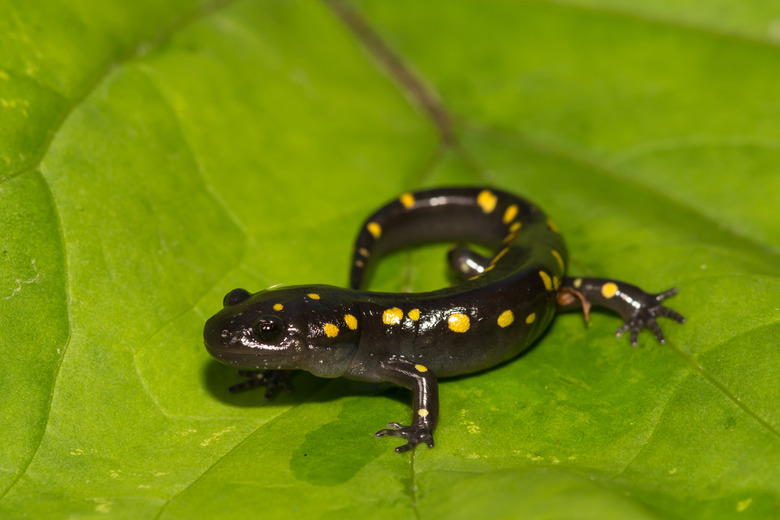 Spotted Salamander