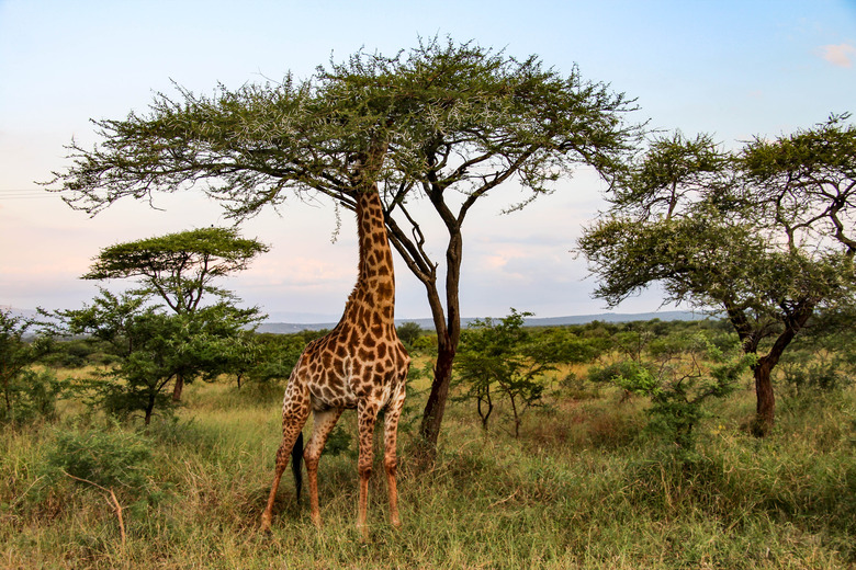 Giraffe in Kruger National Park, South Africa