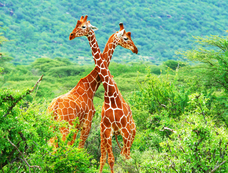 Fight of two giraffes