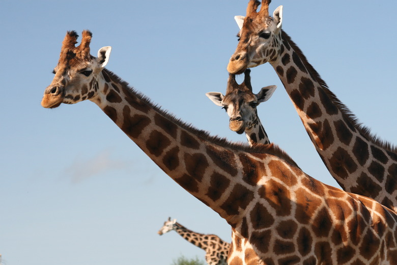 giraffes