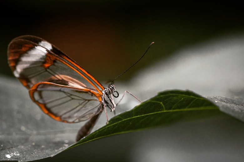 Glasswing butterfly