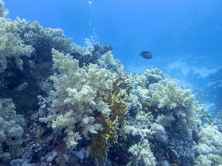 Colorful coral reef at the bottom of tropical sea, underwater landscape