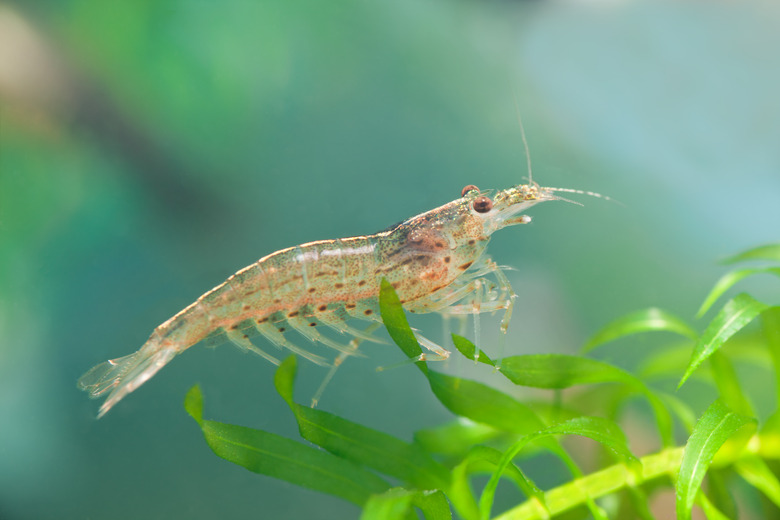 Amano ( Caridina japonica ) dwarf shrimp