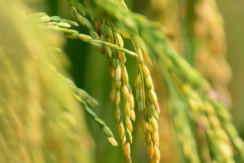 Golden rice field