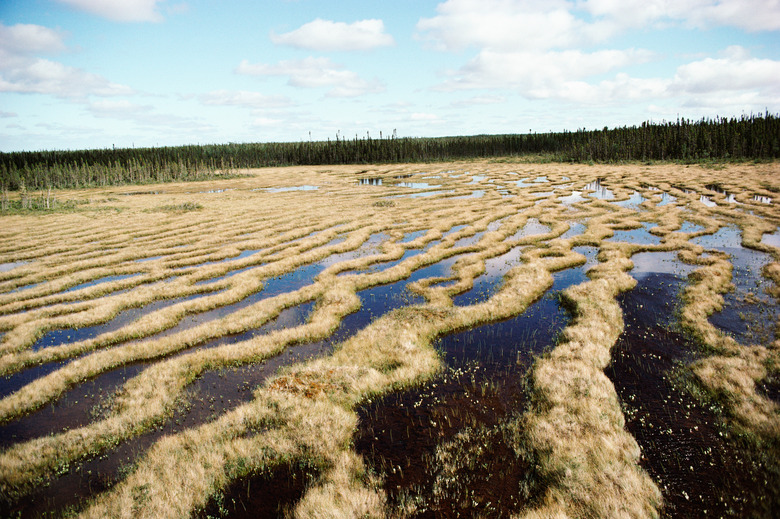 Flooded furrows in field