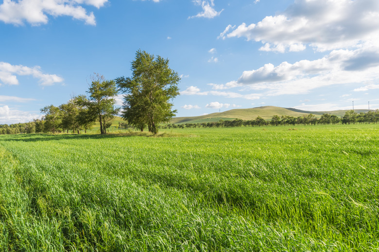 Green grassland and blue sky