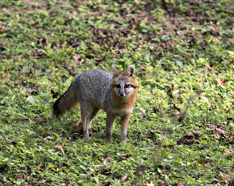 Grey Fox