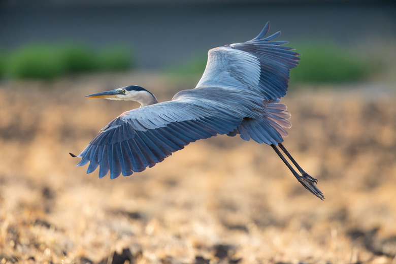 Great blue heron about to land, seen in the wild in North California