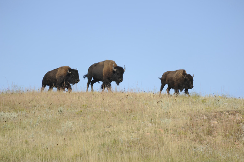 Family of Bison on Horizon