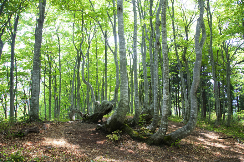 Beech Tree Forest