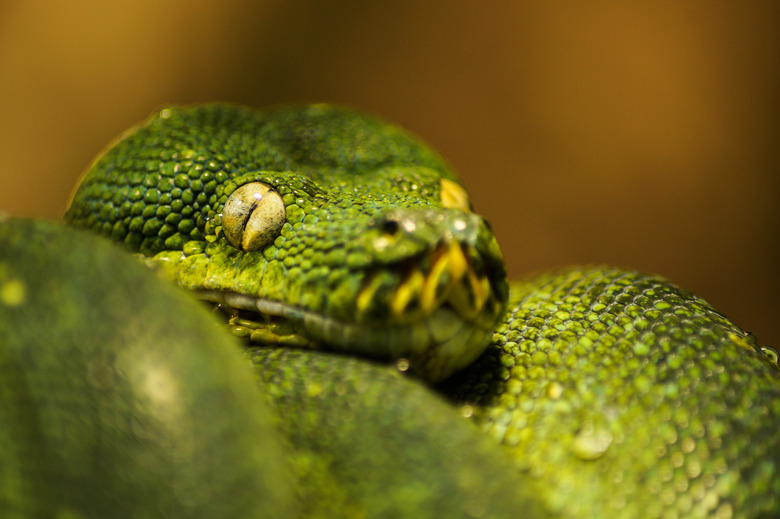 Green Snake