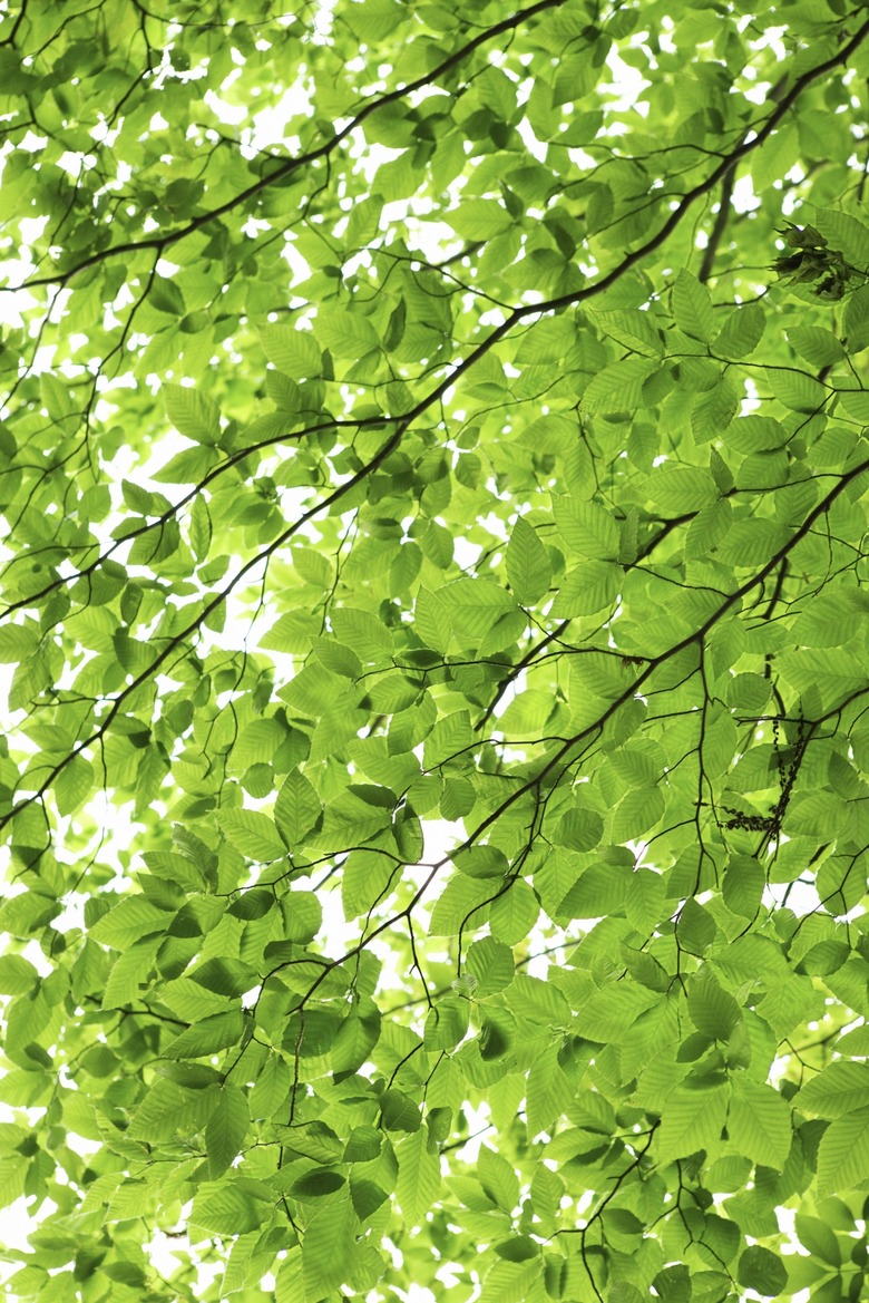 Tree leaves