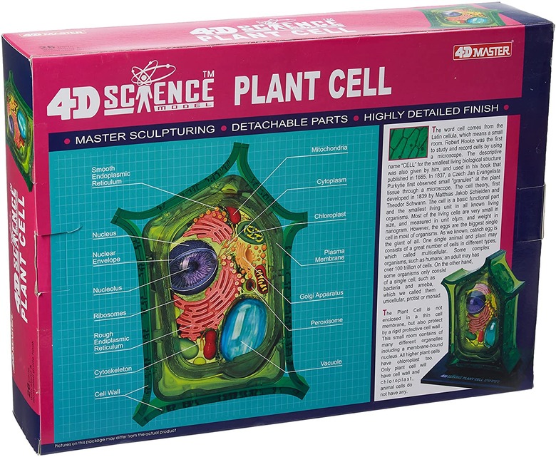 DIY Plant Cell Model