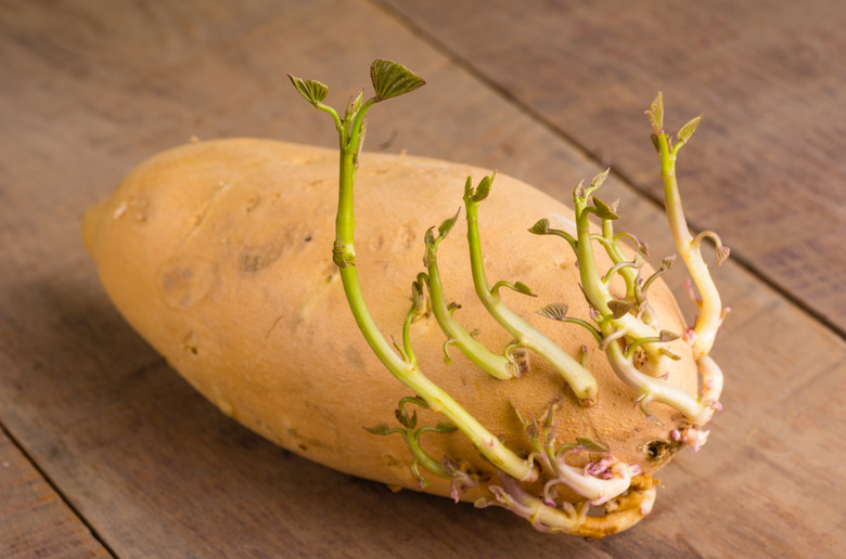 Sweet potato with new shoots growing