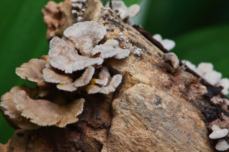 mushroom herb and vegetarian in fresh forest