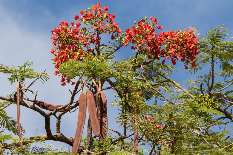 Poinciana Tree